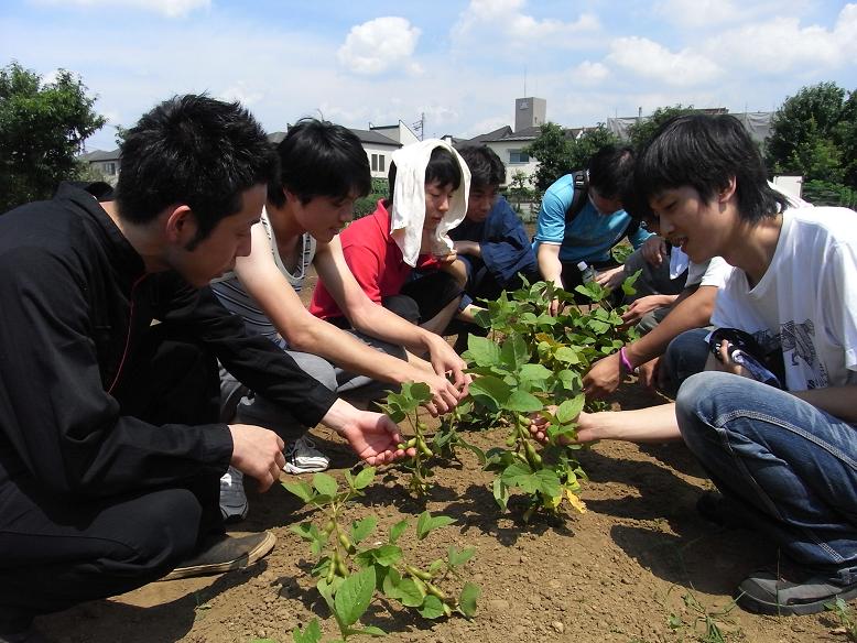 7月16日 枝豆収穫~!!!